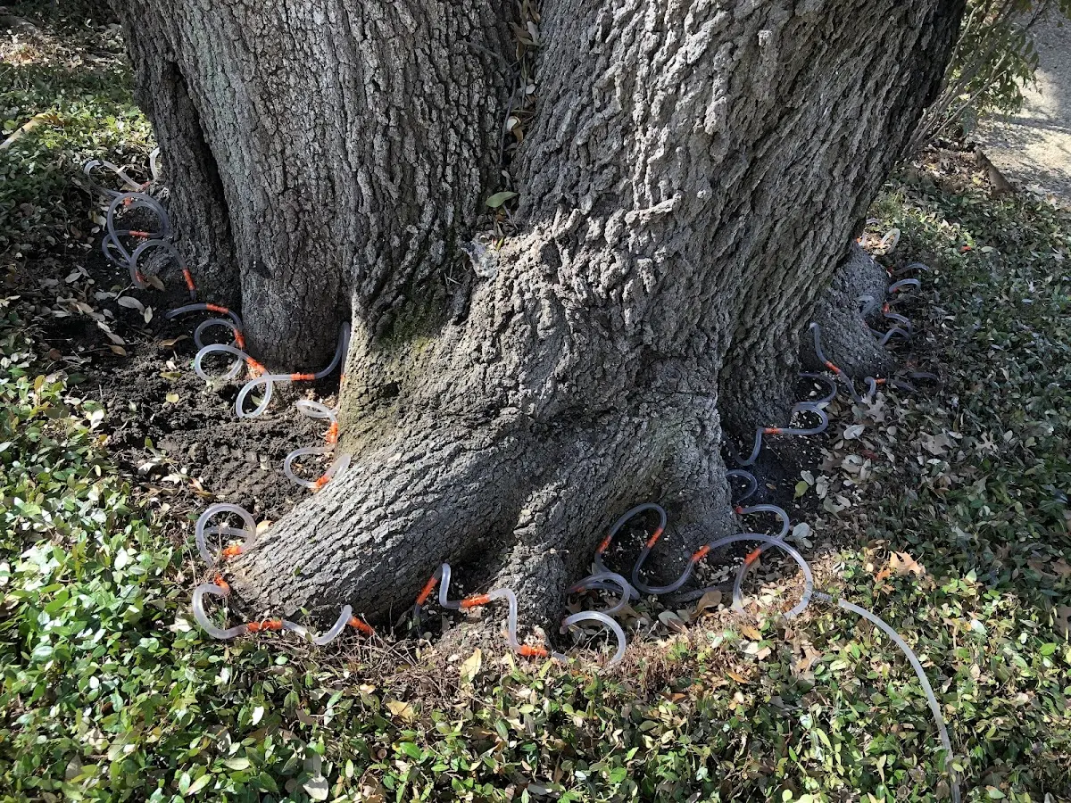 Detailed Tree Cabling and Bracing job site in Slickville