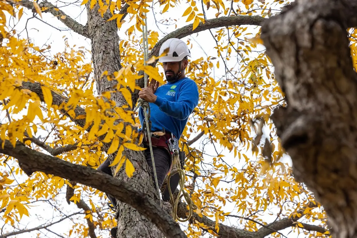Skilled Tree Pruning crew working in Slickville
