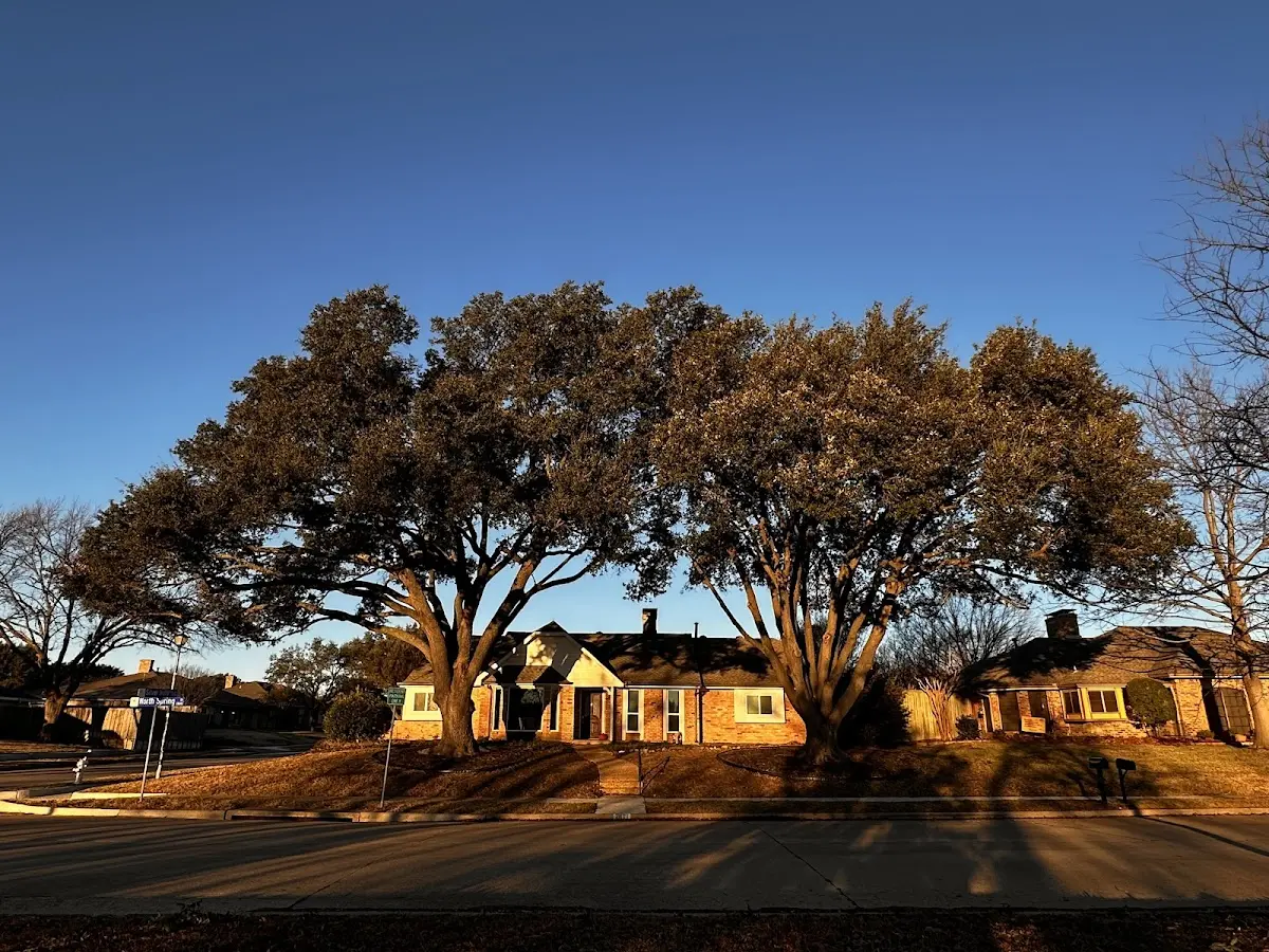 Established residential canopy tree shading a home in Slickville